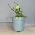 Хойя эскимо