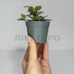 Хойя эскимо