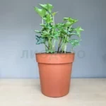 Хедера хеликс ивалейс