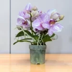 Фаленопсис Мерлини