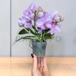 Фаленопсис Мерлини