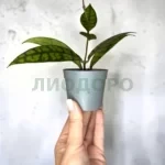 Хойя блэк кэт