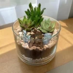 Флорариум с суккулентами