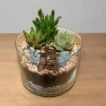 Флорариум с суккулентами