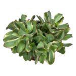 Крассула Курли Грин Вариегата