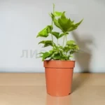 Циртомиум Кливикола