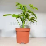 Шеффлера луизиана