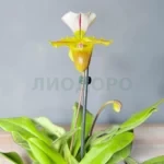 Пафиопедилум милано