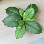 Хойя калистофилла сабах