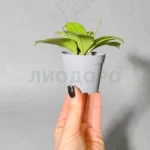 Хойя калистофилла сабах