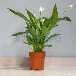 Спатифиллум Свит Бенито