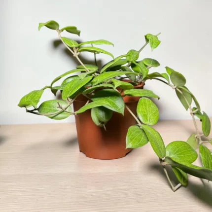 Хойя фитчи