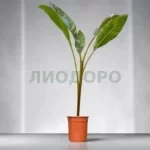 Муса (Банан) Ноно пинк