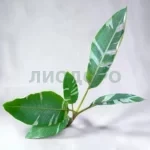 Муса (Банан) Ноно пинк