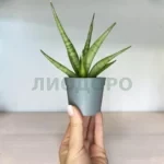 Сансевиерия Сильвер Краун