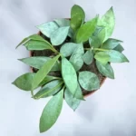 Хойя Лакуноза Минт