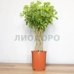 Шеффлера голд капелла цилиндр