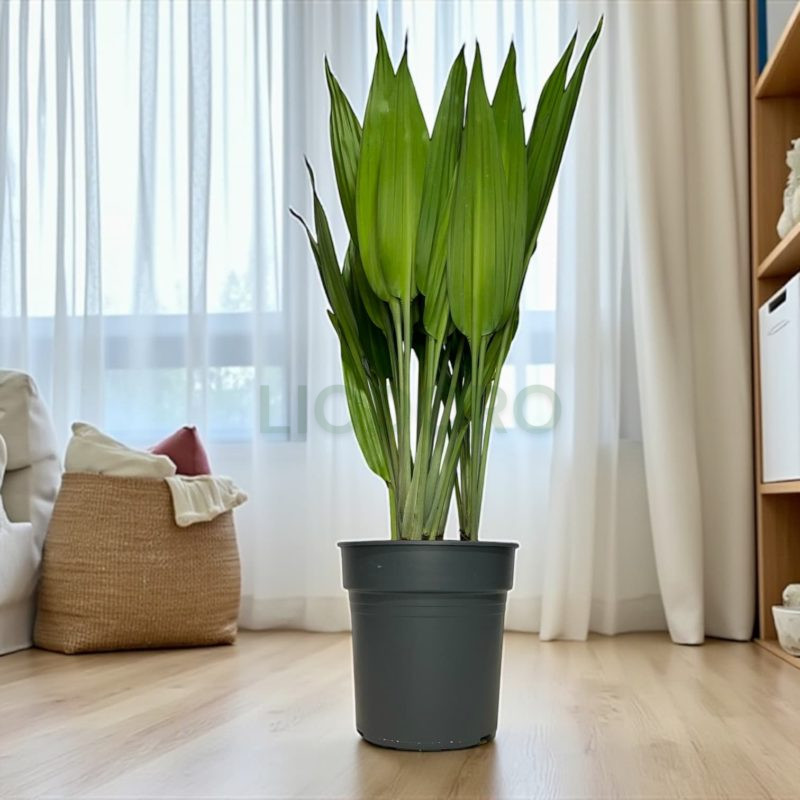 Драцена талиоидес