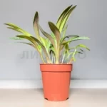 Ледебурия