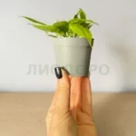 Антуриум виттарифолиум
