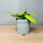 Антуриум виттарифолиум