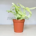 Монстера ланиата минт