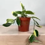 Хойя Лакуноза Асами