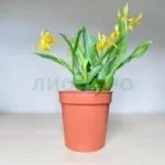 Энциклия Октопус