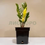 Замиокулькас вариегатный