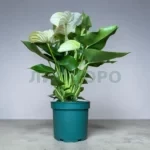 Антуриум Андреанум Самора