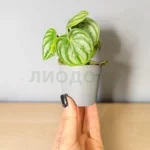 Пеперомия Коста Рика