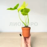 Филодендрон Бипиннатифидум Вариегата