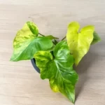 Филодендрон Бипиннатифидум Вариегата