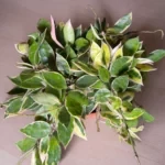 Хойя лакуноза асами