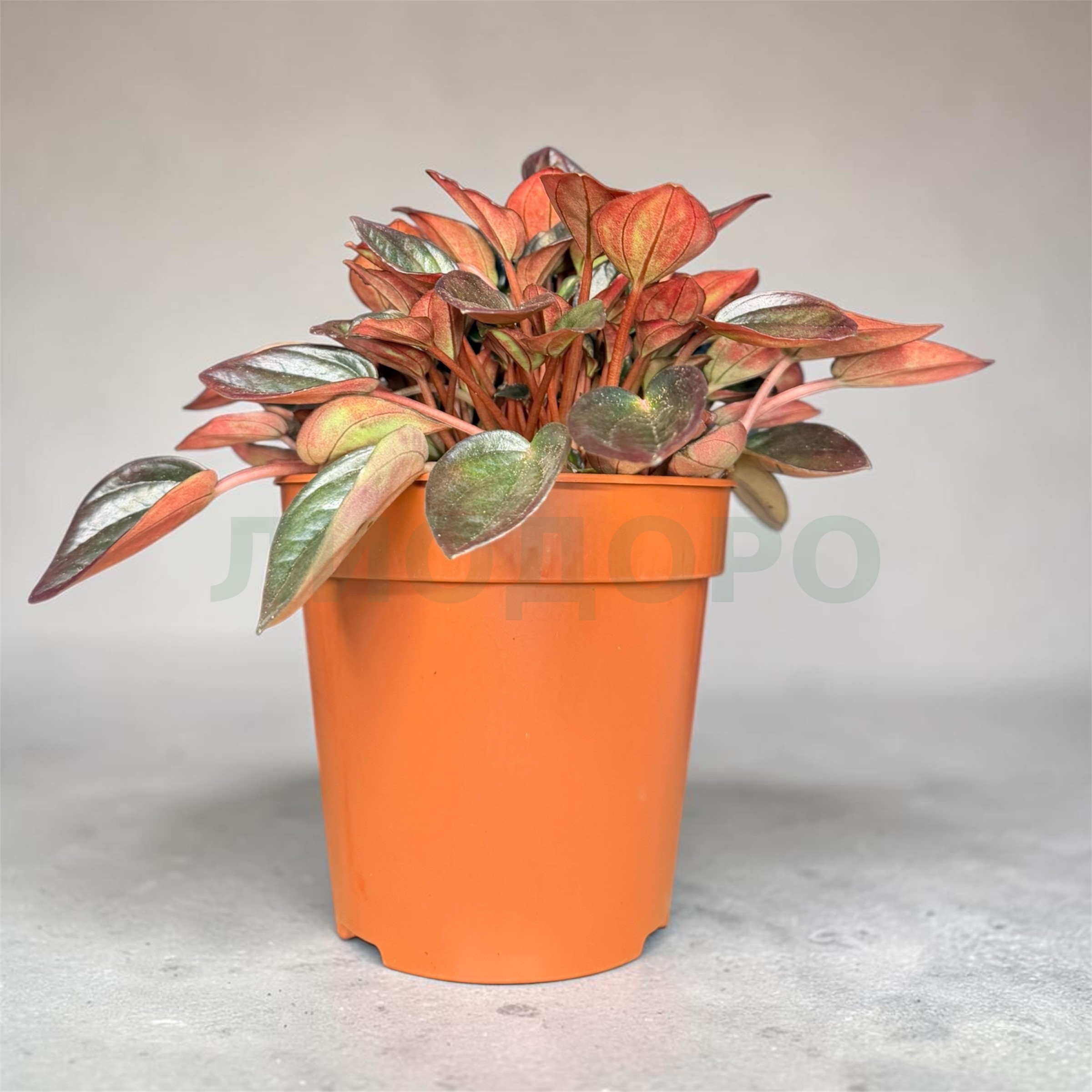 Photoroom_20260917_074546