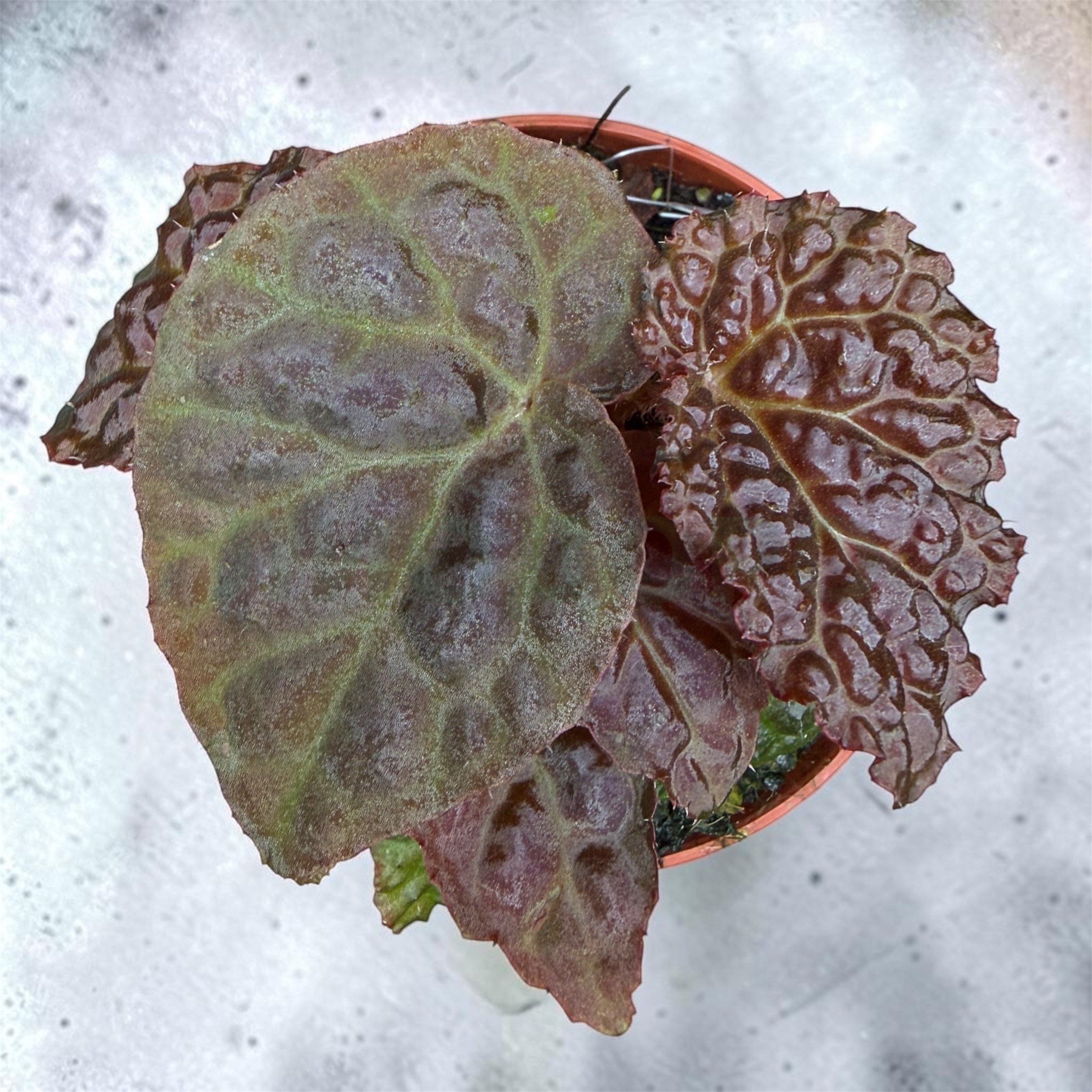 Photoroom_20260917_075408