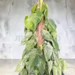 Филодендрон хедерацеум