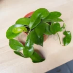 Хойя скиннериана