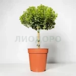 Мирсина африканская штамб