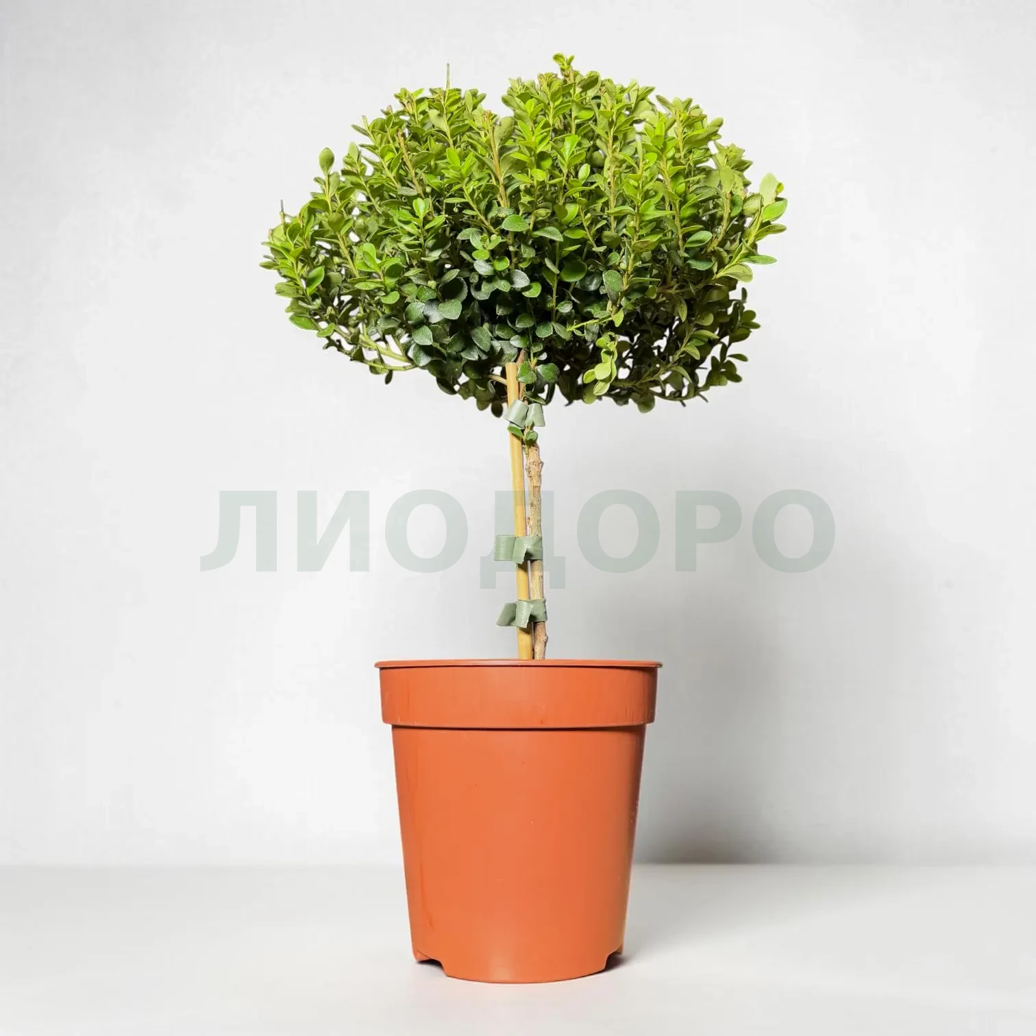 Мирсина африканская штамб Мирсина африканская штамб