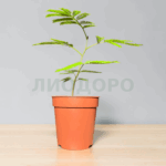 Койоба