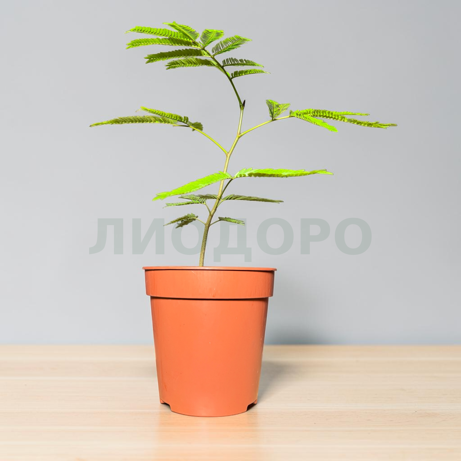 Койоба Койоба